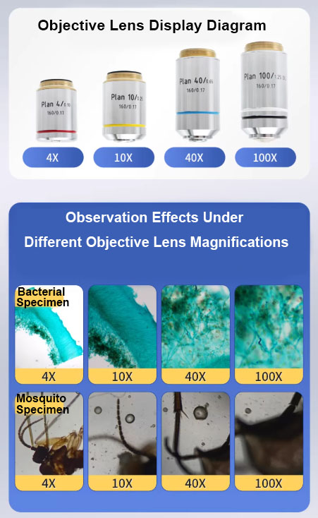 Binocular Biological Microscope